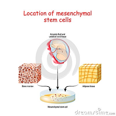 Location of mesenchymal stem cells Vector Illustration