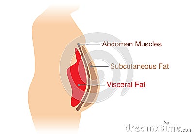 Location of Visceral fat stored within the abdominal cavity. Vector Illustration