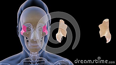 Location of zygomatic bone in Human Stock Photo