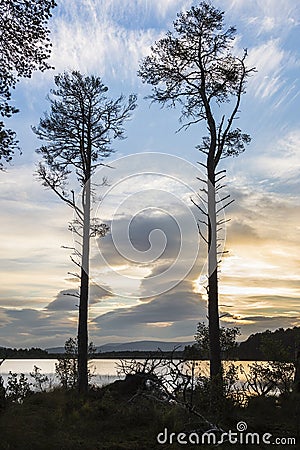 Loch Mallachie Trees in the Highlands of Scotland. Stock Photo