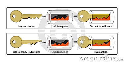 Lock and Key Mechanism of Enzymes Stock Photo