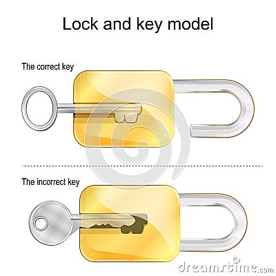 Lock and key model. The correct and incorrect keys Vector Illustration