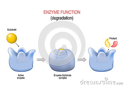 Lock and key model. Degradation. metabolic processes Vector Illustration