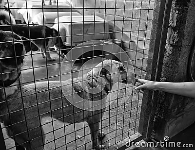 Kennel dogs locked Stock Photo