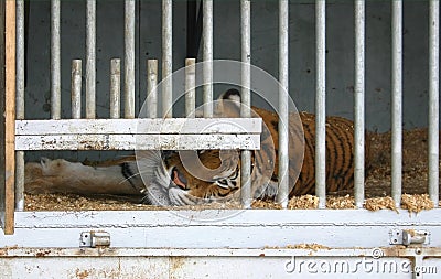 Locked up tiger Stock Photo