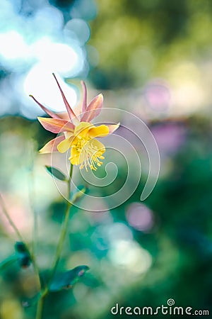 Locus Flower Stock Photo