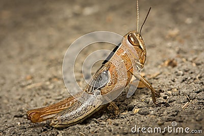 Locust Stock Photo