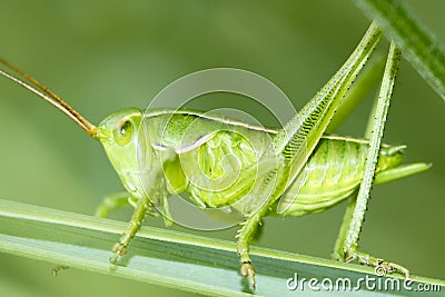 Locust Stock Photo