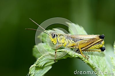 Locust Stock Photo