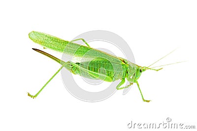 Locust Stock Photo