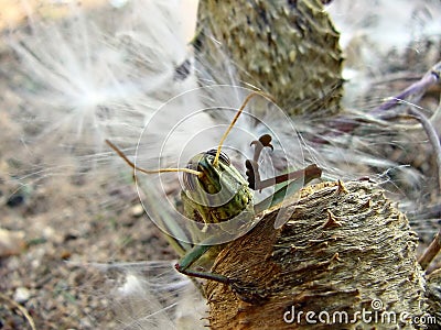 Locust Stock Photo