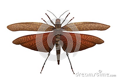 Locust Stock Photo