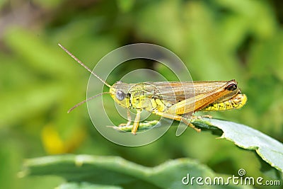 Locust Stock Photo