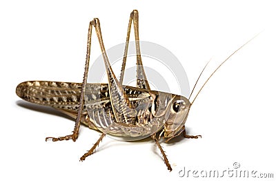 Locust Stock Photo