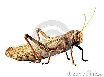 Locust Stock Photo