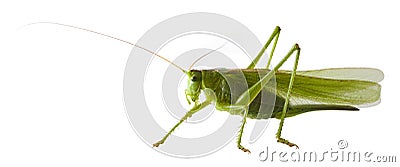 Locust Stock Photo