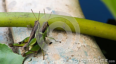 Locust Breeding Stock Photo