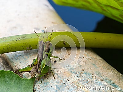 Locust Breeding Stock Photo