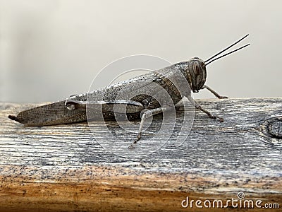 Locust close up Stock Photo