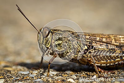 Locust close up macro portrait Stock Photo