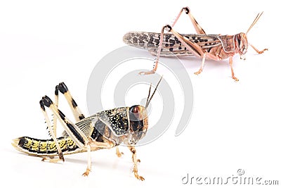 Locust, Desert locust Schistocerca gregaria, pupa and adult insect Stock Photo