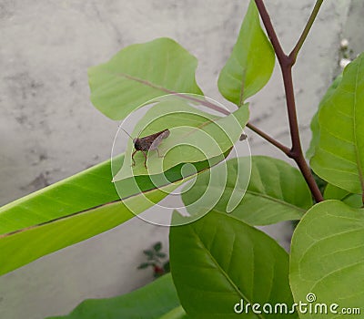 Locust eating leaves of plant growing in garden, nature photography, closeup of insect, animal antenna Stock Photo