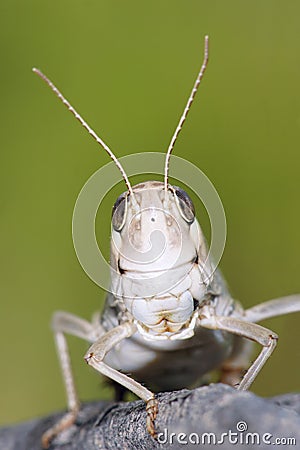 Locust Stock Photo
