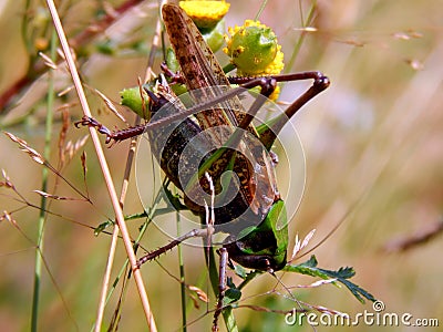 Locust on the grass Stock Photo