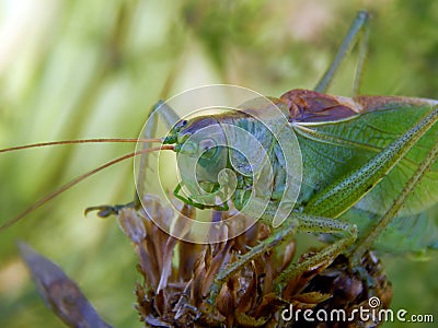 Locust on the grass Stock Photo