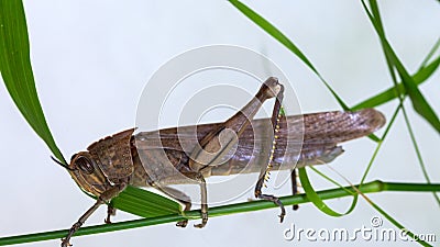 Locust. Grass Hopper. A Locust aka Grasshopper photographed with a 100 kilometer Macro Lens Isolated on white. Room for text. Stock Photo