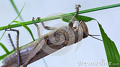 Locust. Grass Hopper. A Locust aka Grasshopper photographed with a 100 kilometer Macro Lens Isolated on white. Room for text. Stock Photo