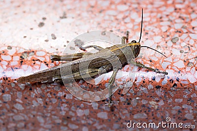 Locust. Grass Hopper. A Locust aka Grasshopper photographed with a 100 kilometer Macro Lens Isolated on white. Room for text. Stock Photo