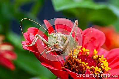 Grass Hopper. A differential grasshopper hanging out in a summer meadow Stock Photo