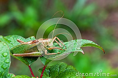 Grass Hopper. A differential grasshopper hanging out in a summer meadow Stock Photo