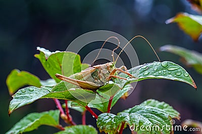 Locust. Grass Hopper. Grasshopper hanging out in a summer meadow Stock Photo