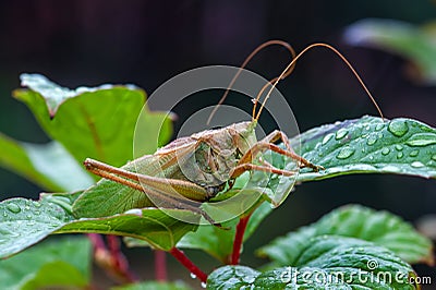 Locust. Grass Hopper. Grasshopper hanging out in a summer meadow Stock Photo