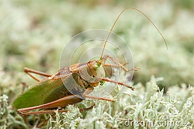 Locust. Grass Hopper. Grasshopper hanging out in a summer meadow Stock Photo