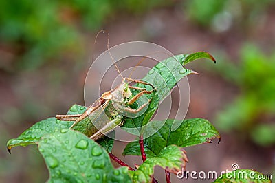 Locust. Grass Hopper. Grasshopper hanging out in a summer meadow Stock Photo