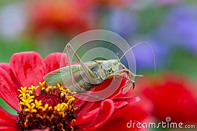 Locust. Grass Hopper. Grasshopper hanging out in a summer meadow Stock Photo