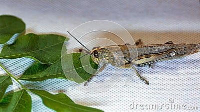 Locust. Grass Hopper. A Locust aka Grasshopper photographed with a 100 kilometer Macro Lens Isolated on white. Room for text. Stock Photo