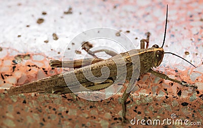 Locust. Grass Hopper. A Locust aka Grasshopper photographed with a 100 kilometer Macro Lens Stock Photo