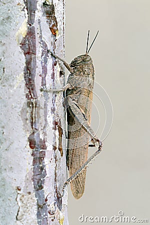 Locust or grasshopper Stock Photo