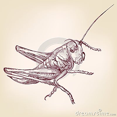 Locust or grasshopper -insect hand drawn vector llustration sketch Vector Illustration