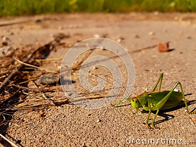 Locust Stock Photo