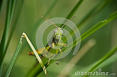 Locust Stock Photo