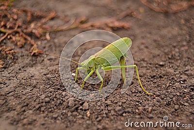 The locust insect is sitting on the ground Stock Photo