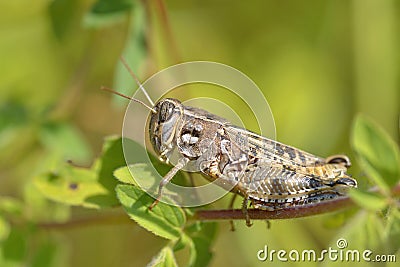 Locust on leaf Stock Photo