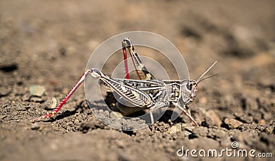 Locust Stock Photo