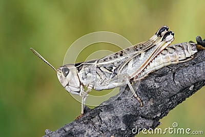 Locust Stock Photo