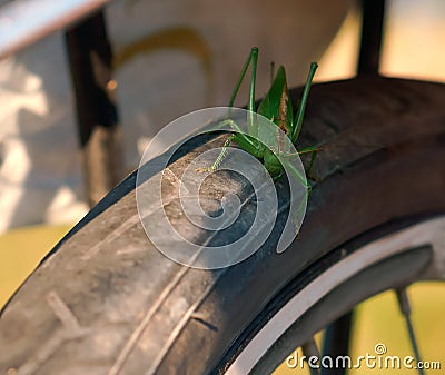 Large green locust sits on a Bicycle wheel, locust sits on a Bicycle tire Stock Photo
